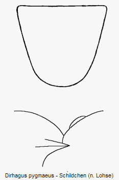 dirhagus_pygmaeus_scut.gif