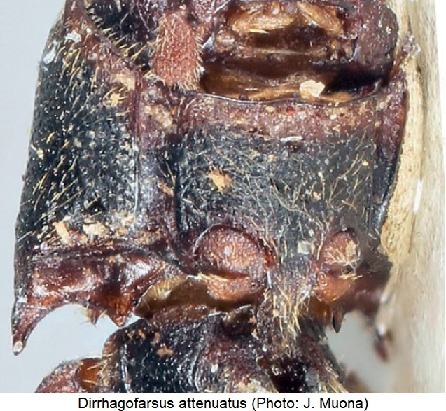 dirrhagofarsus_attenuatus_vbr.jpg