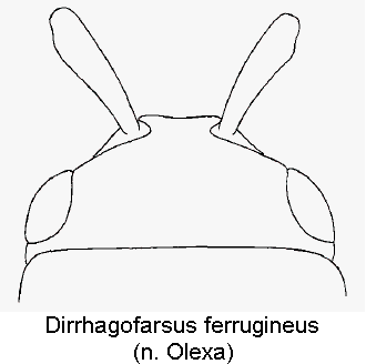 dirrhagofarsus_ferrugineus_k.gif
