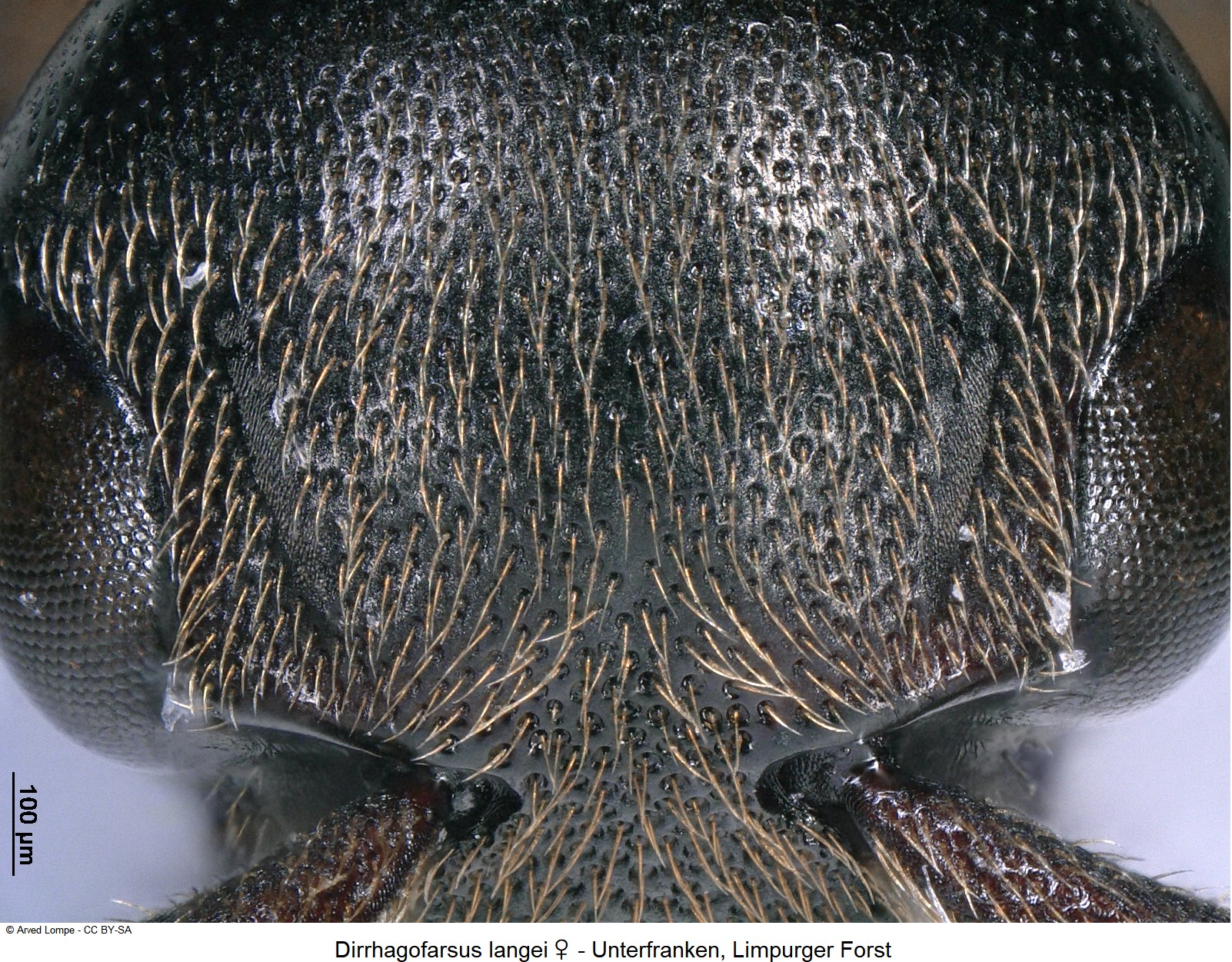 dirrhagofarsus_langei_w_ck33921463_k.jpg