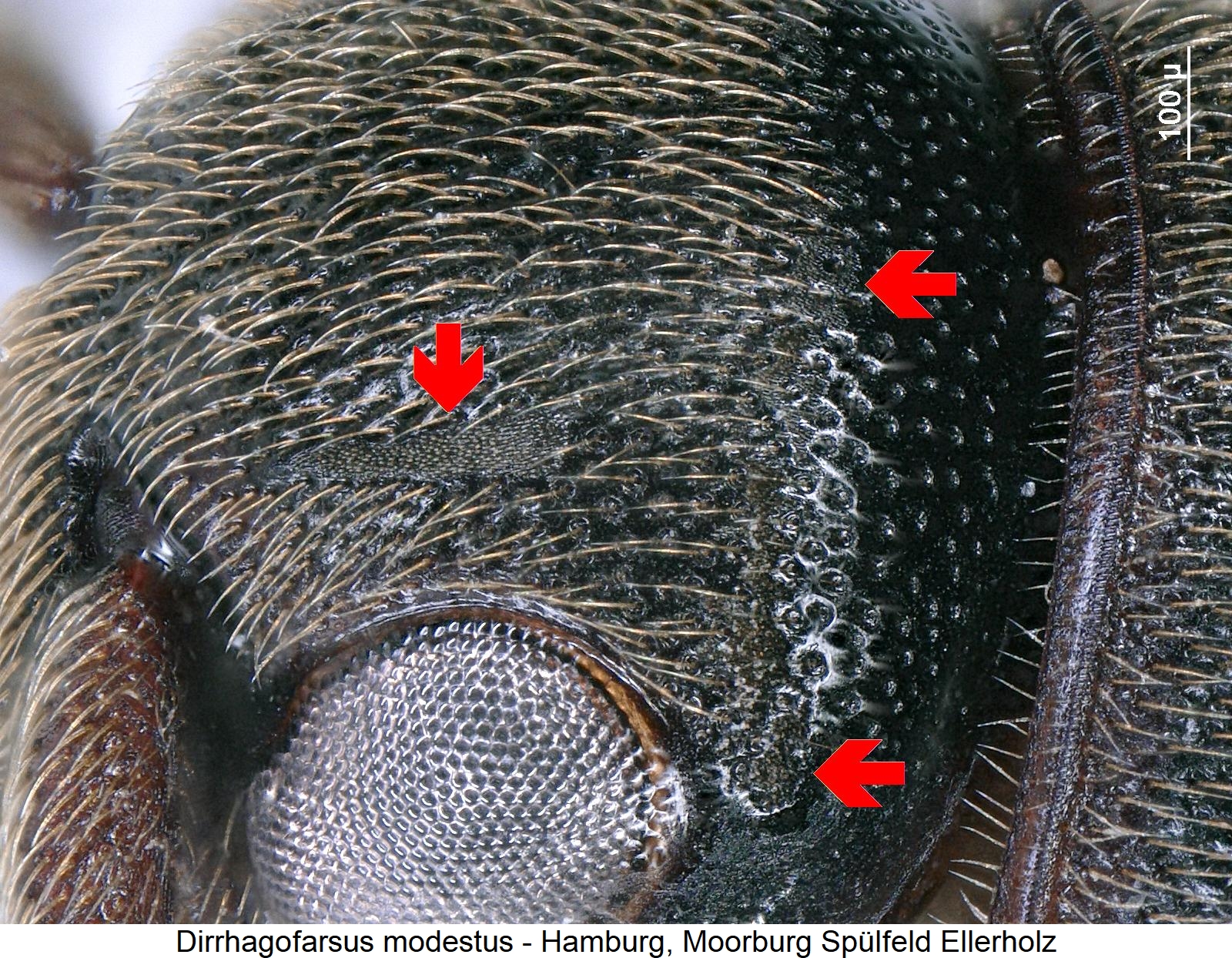 dirrhagofarsus_modestus_k_ms2.jpg