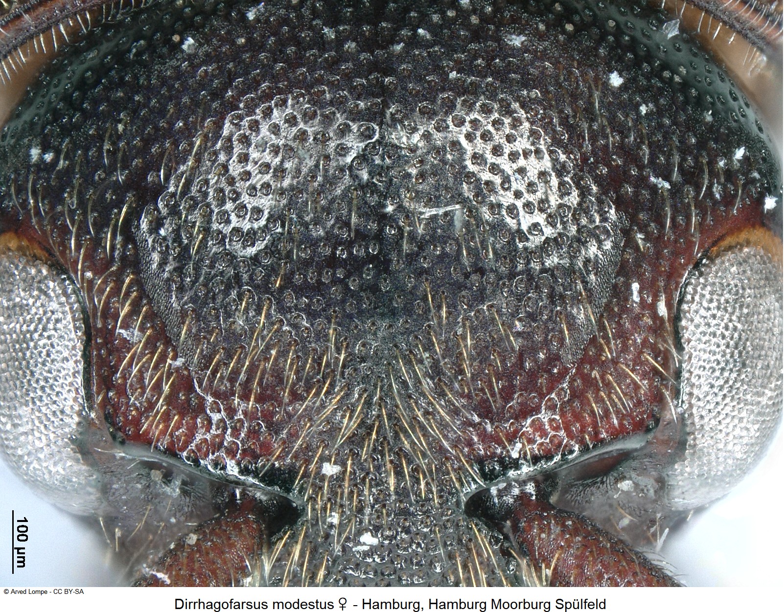 dirrhagofarsus_modestus_w_ck24116206_k.jpg