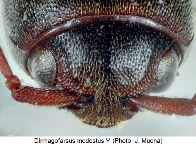 dirrhagofarsus_modestus_w_k-1.jpg