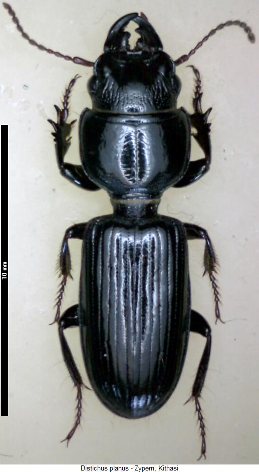distichus_planus_hab.jpg
