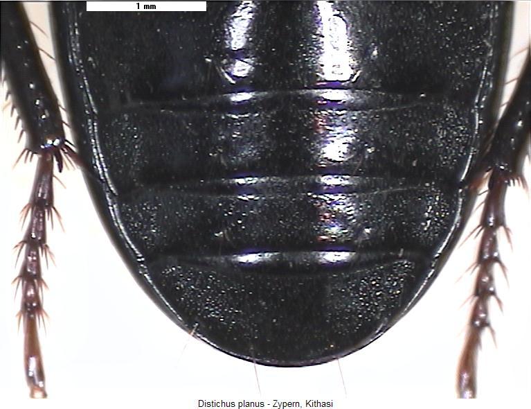 distichus_planus_us.jpg