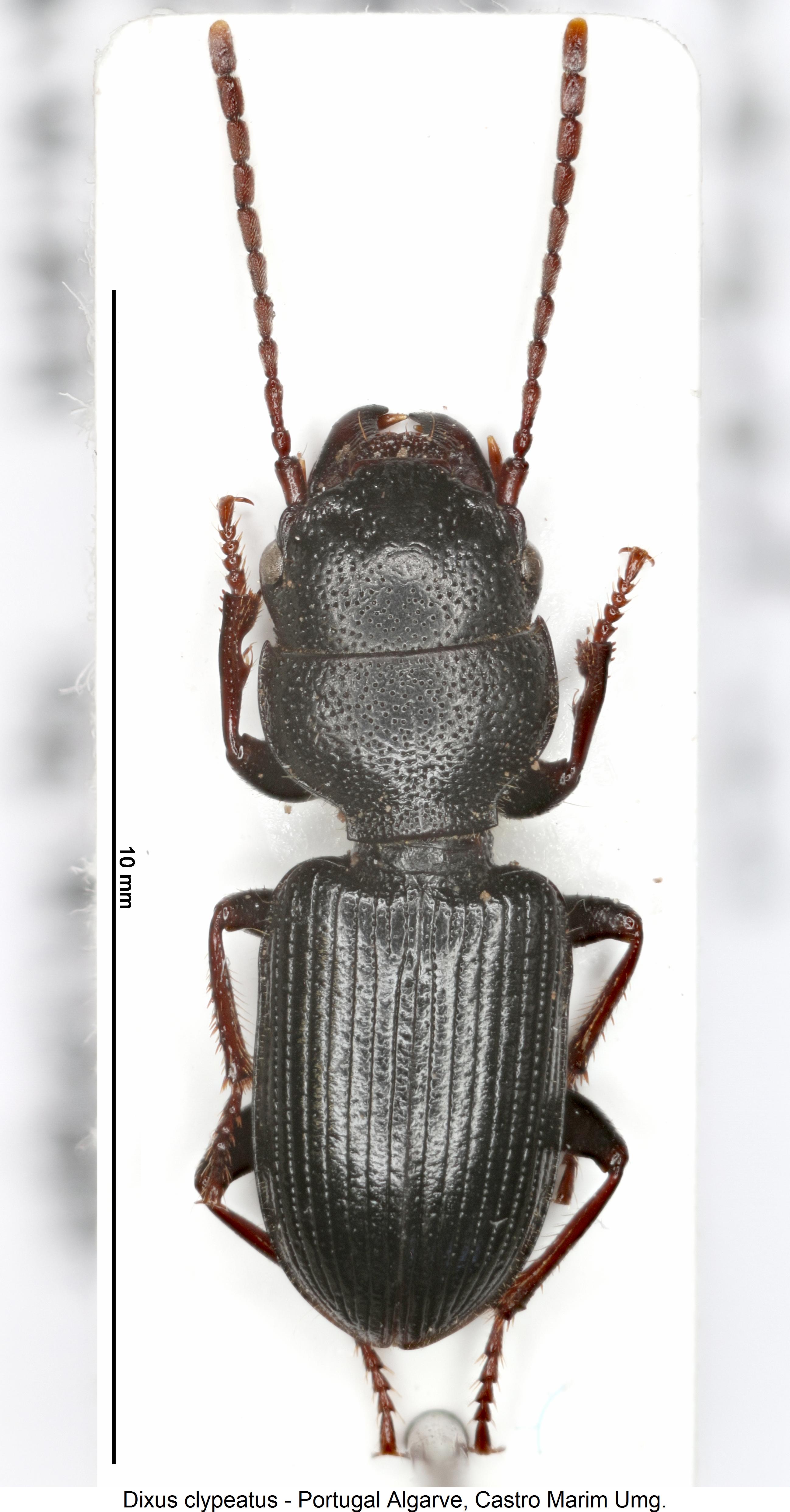 dixus_clypeatus_hab.jpg