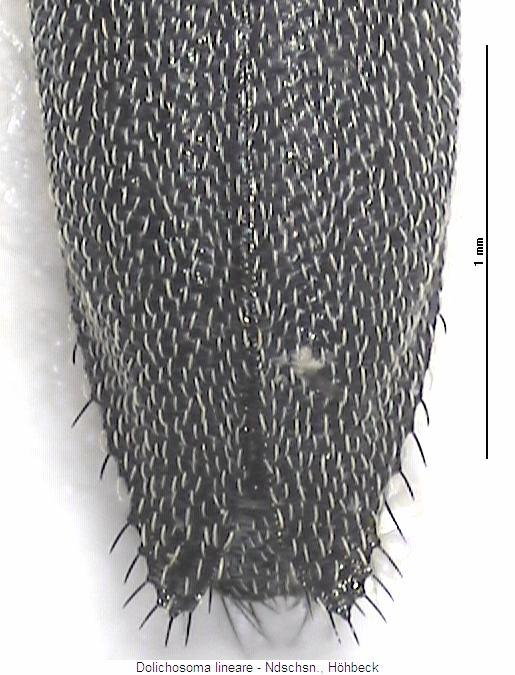 dolichosoma_lineare_fld.jpg