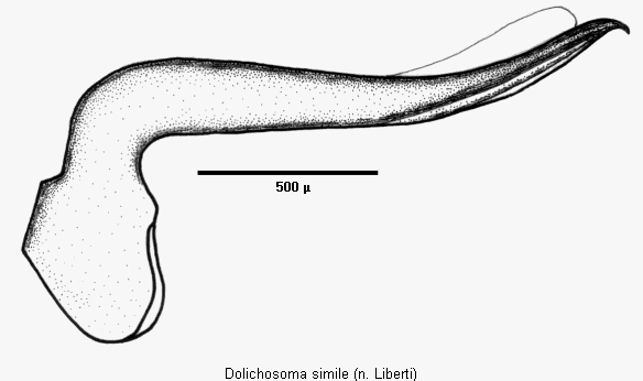 dolichosoma_simile.gif