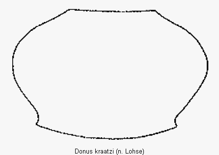 donus_kraatzi_hsch.gif