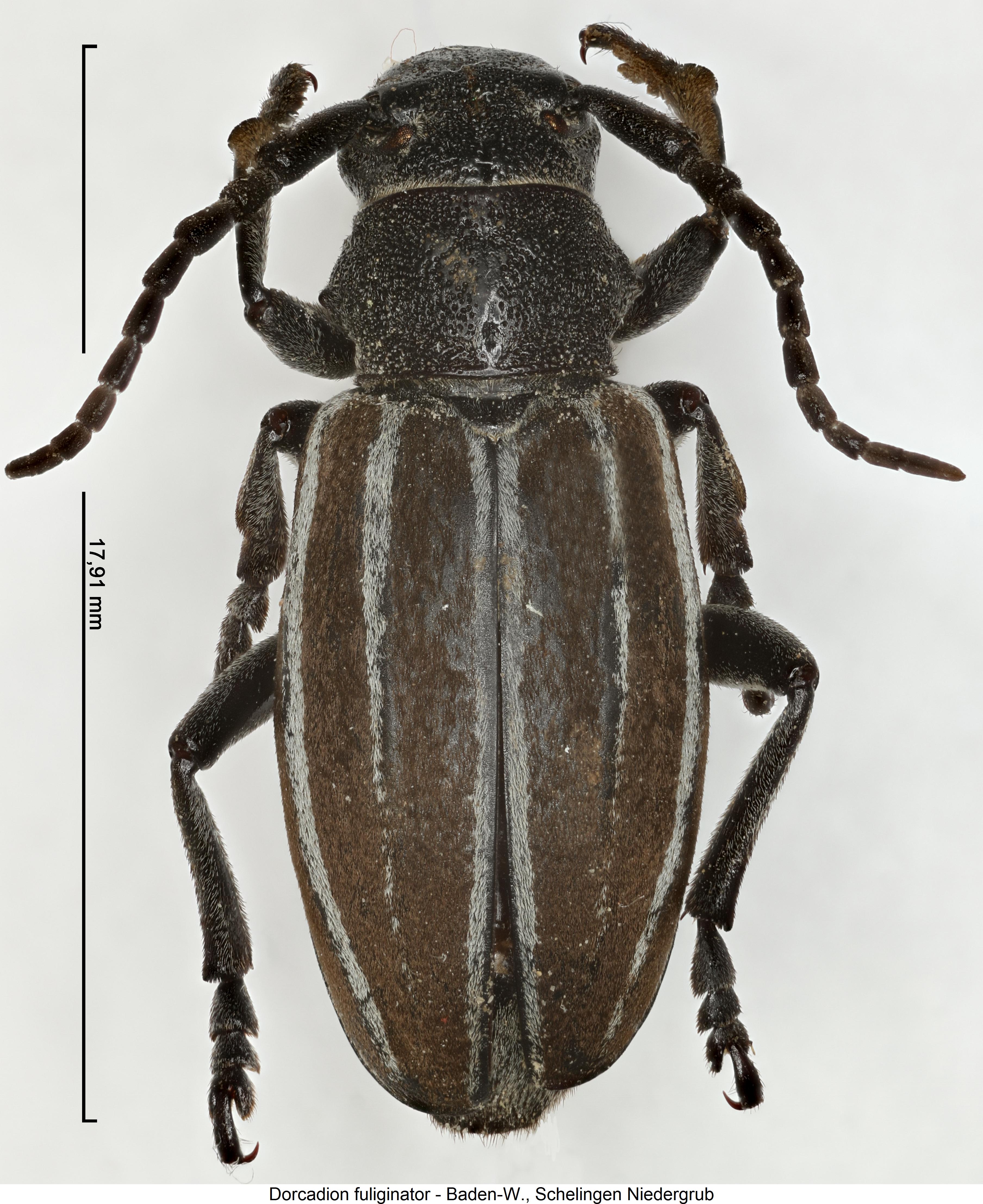 dorcadion_fuliginator_hab1.jpg