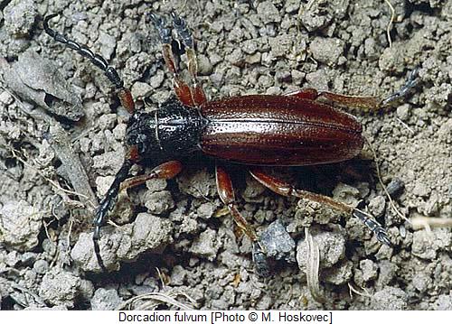 dorcadion_fulvum_hab.jpg