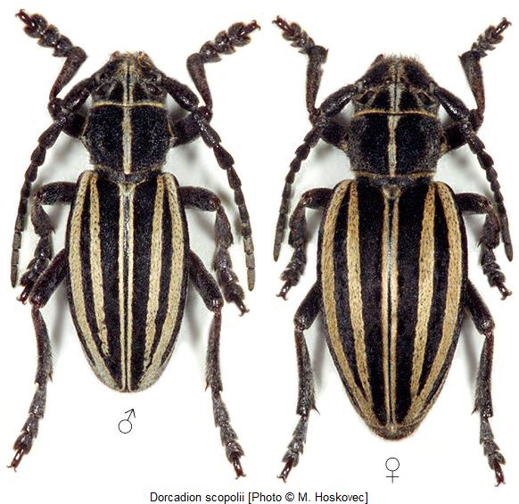 dorcadion_scopolii_hab.jpg