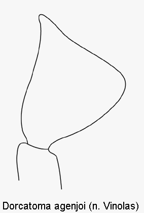 dorcatoma_agenjoi_ts.gif