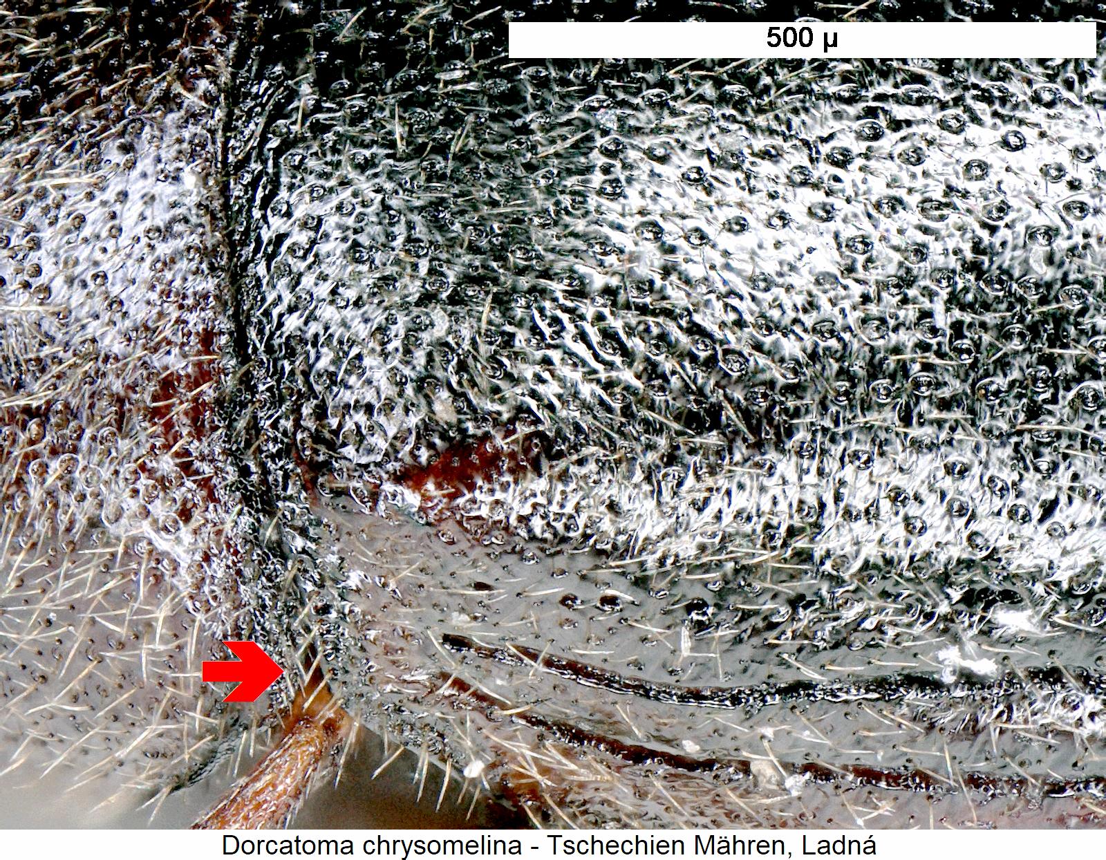 dorcatoma_chrysomelina_hum.jpg