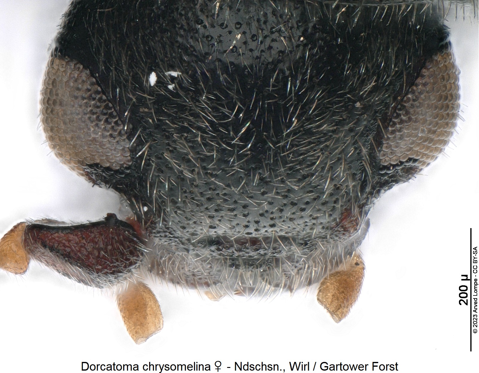 dorcatoma_chrysomelina_w_ts.jpg