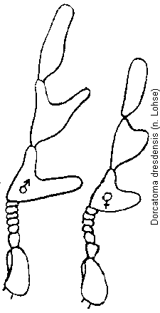 dorcatoma_dresdensis_f.gif
