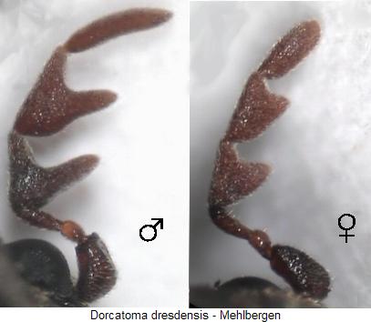 dorcatoma_dresdensis_f.jpg