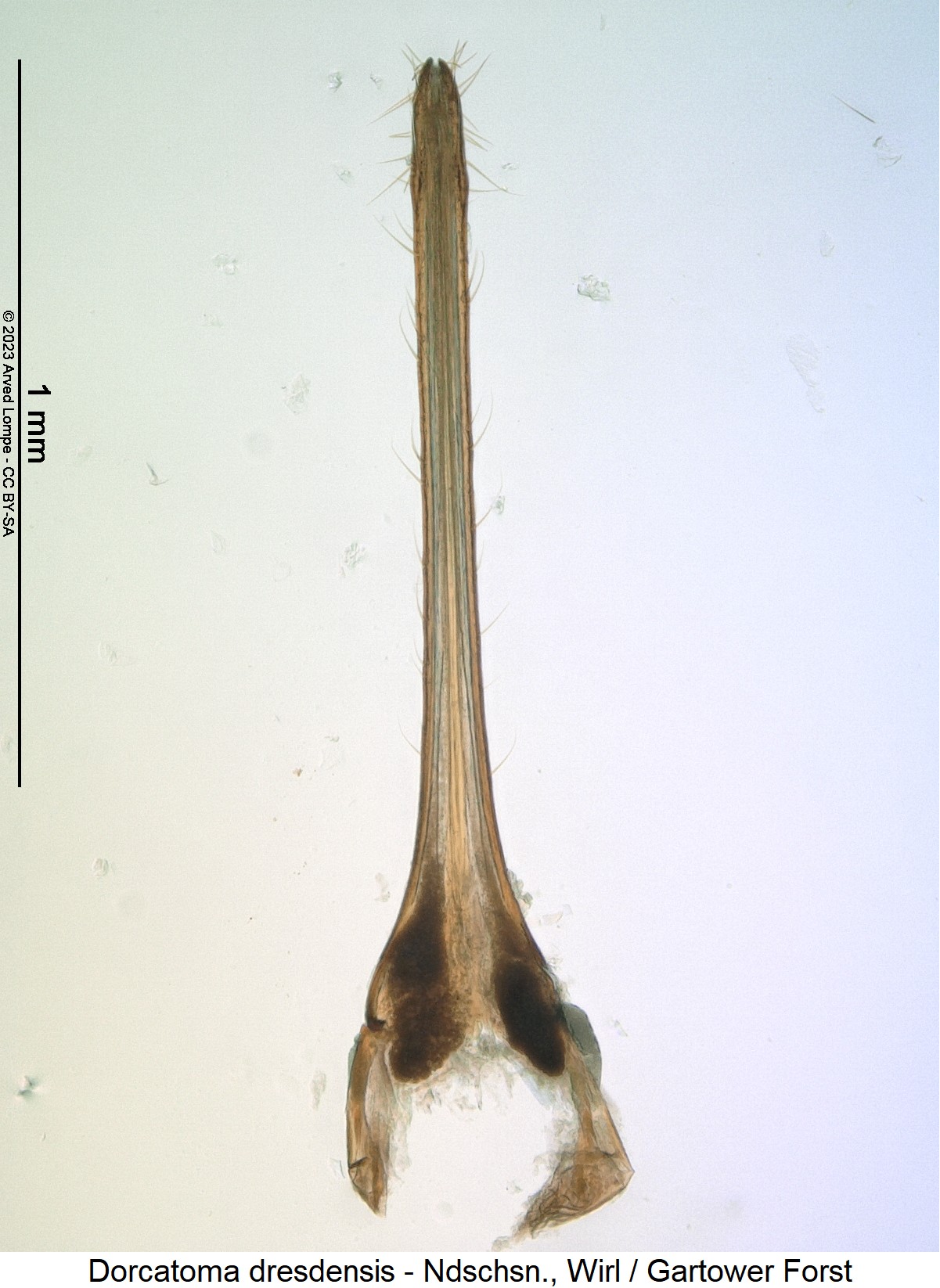 dorcatoma_dresdensis_ovi.jpg