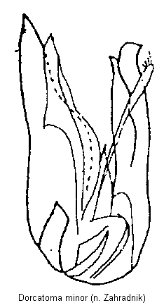 dorcatoma_minor.gif