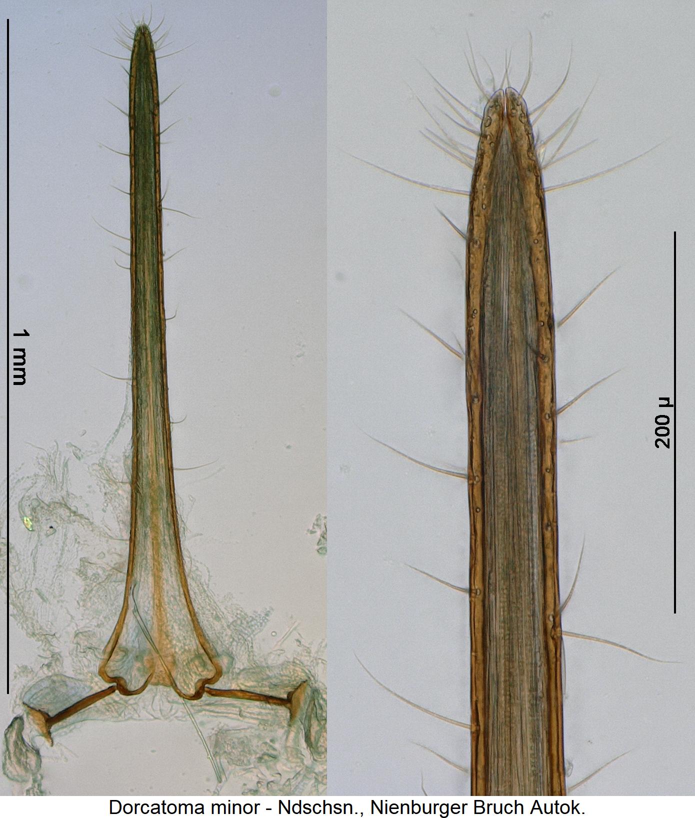 dorcatoma_minor_ovi.jpg