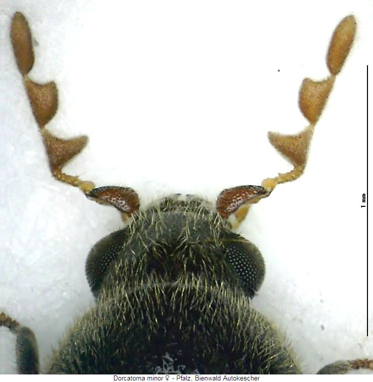 dorcatoma_minor_vk.jpg