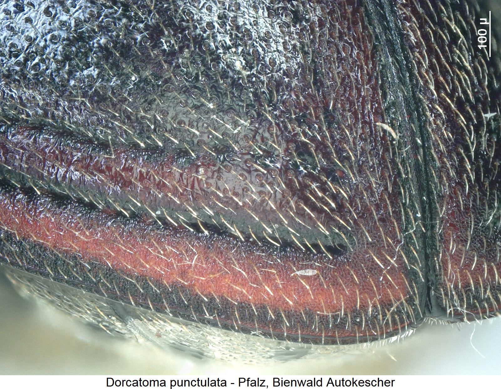 dorcatoma_punctulata_srd.jpg