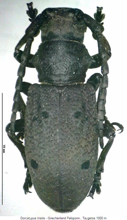 dorcatypus_tristis_hab.jpg