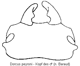dorcus_peyroni_k.gif