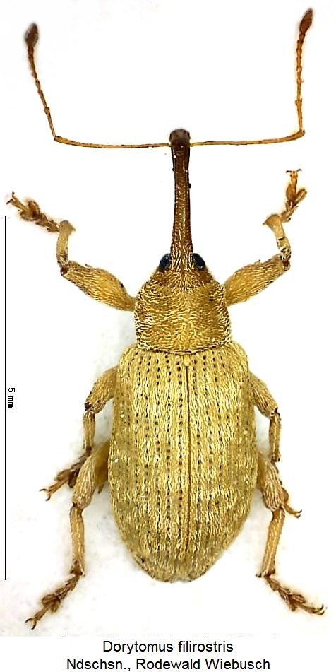 dorytomus_filirostris_m_hab.jpg