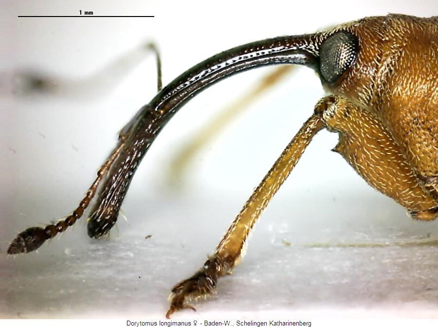 dorytomus_longimanus_sa.jpg
