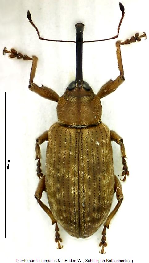 dorytomus_longimanus_w_hab.jpg