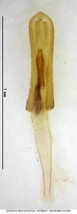 dorytomus_melanophthalmus2.jpg