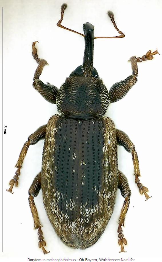 dorytomus_melanophthalmus_hab2.jpg