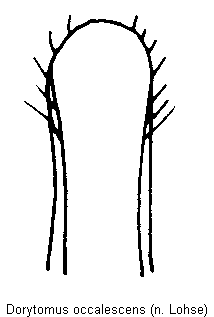 dorytomus_occalescens.gif