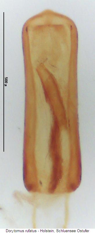 dorytomus_rufatus.jpg