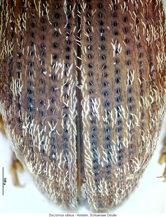dorytomus_rufatus_os.jpg