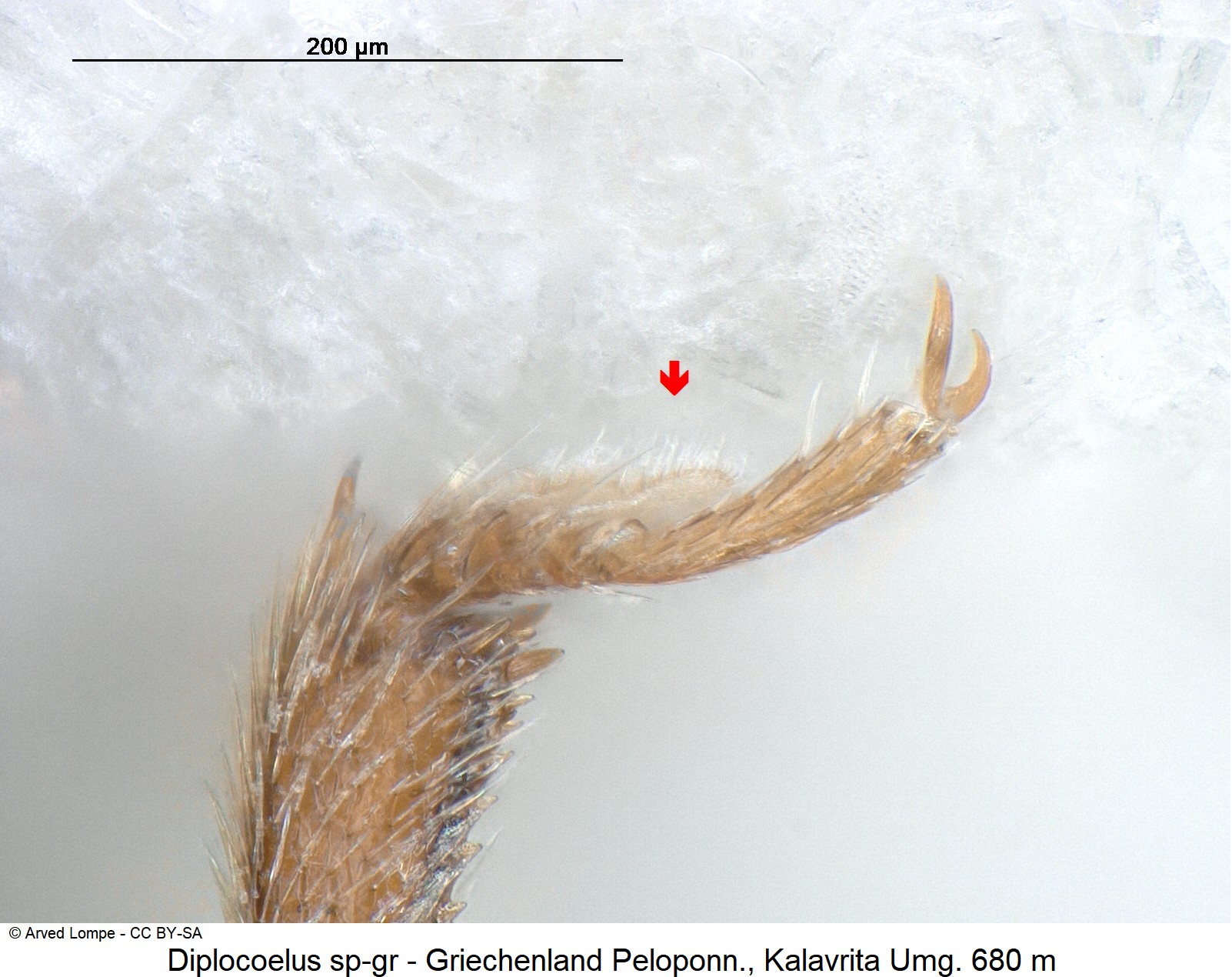 dpilocoelus_sp-gr_cf_ck22068_vtr.jpg