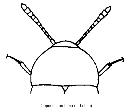 dreposcia_umbrina_vk.gif