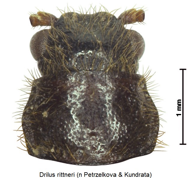 drilus_rittneri_vk.jpg