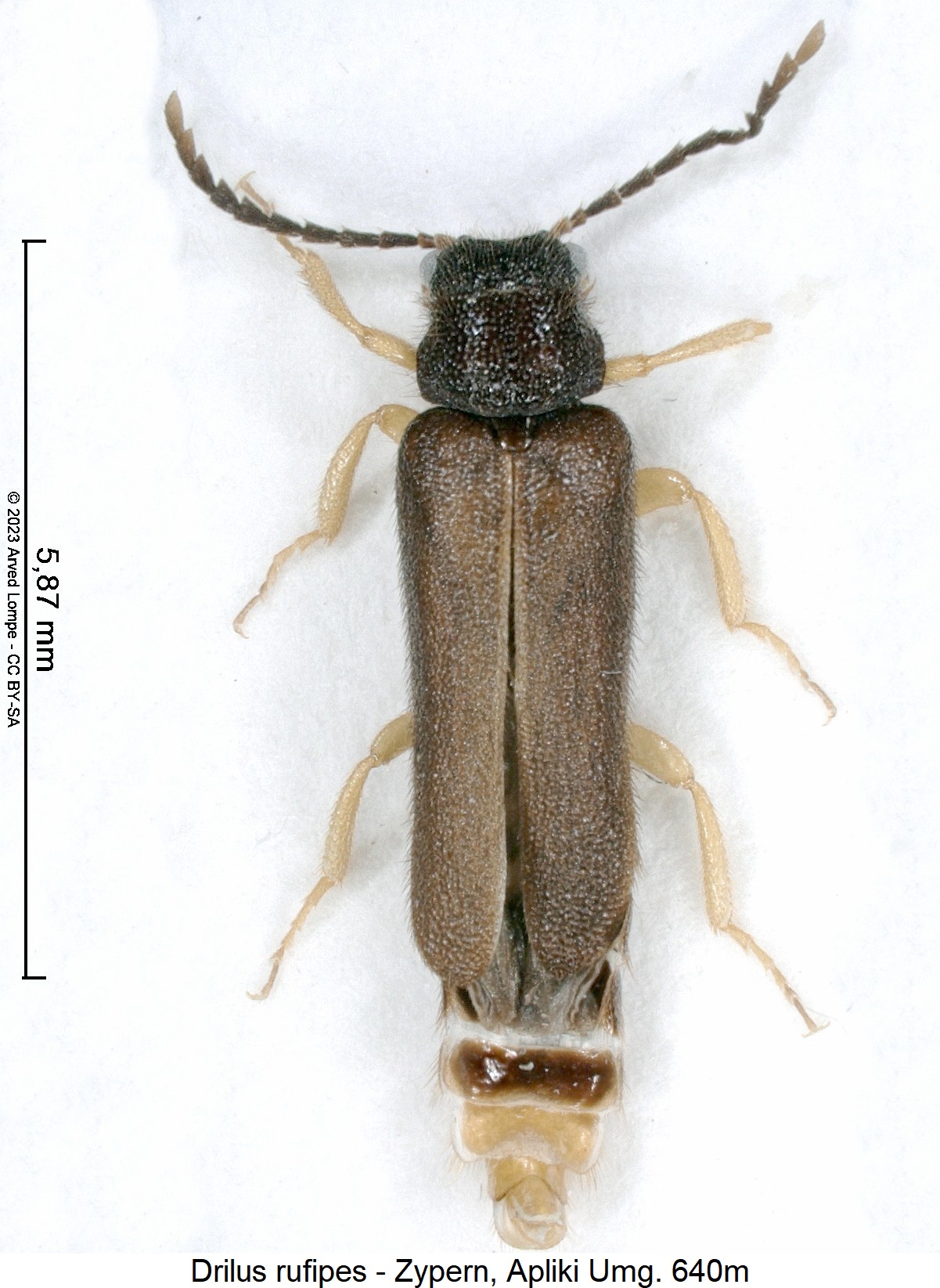 drilus_rufipes_hab.jpg