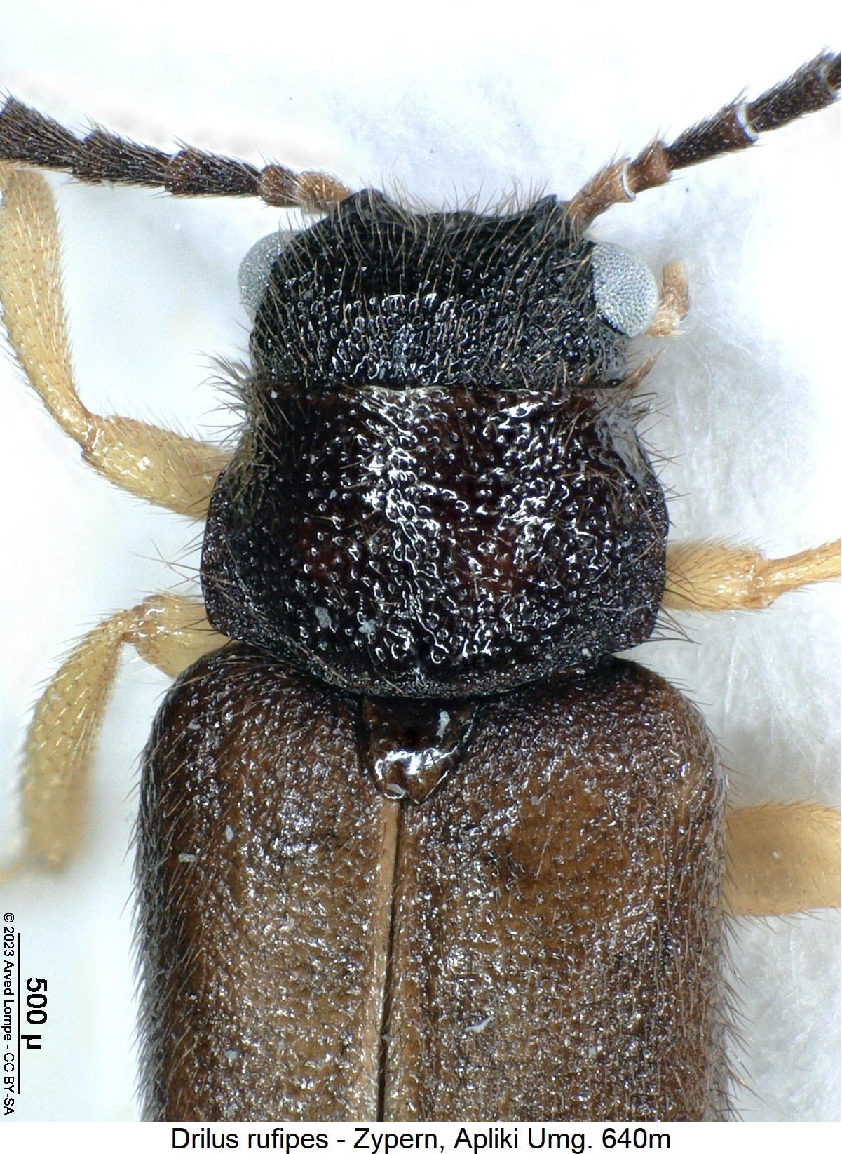 drilus_rufipes_vk.jpg