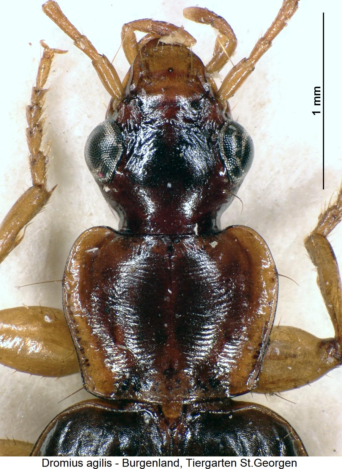dromius_agilis_vk.jpg