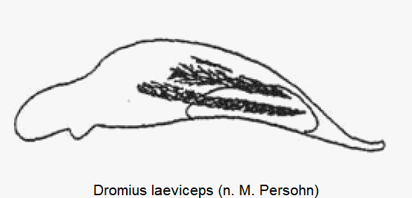 dromius_laeviceps.gif