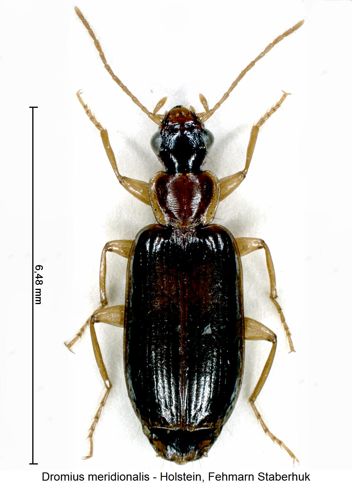 dromius_meridionalis_hab.jpg