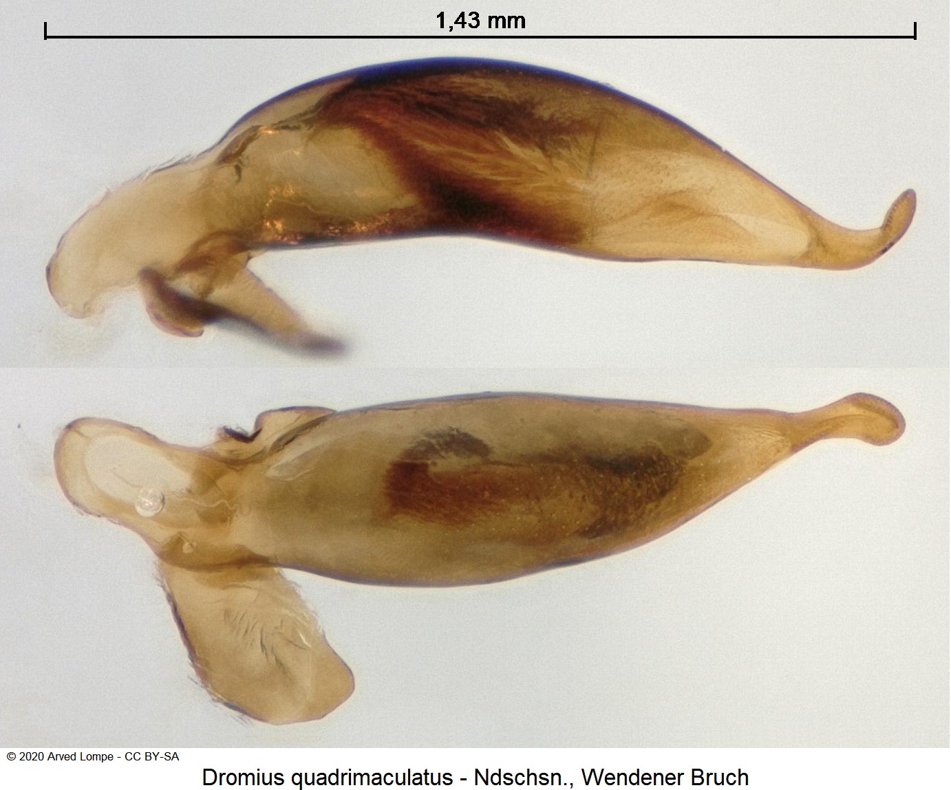 dromius_quadrimaculatus.jpg