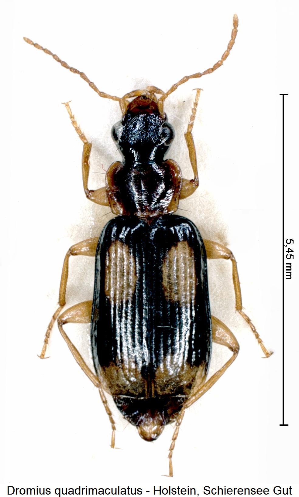 dromius_quadrimaculatus_hab1.jpg