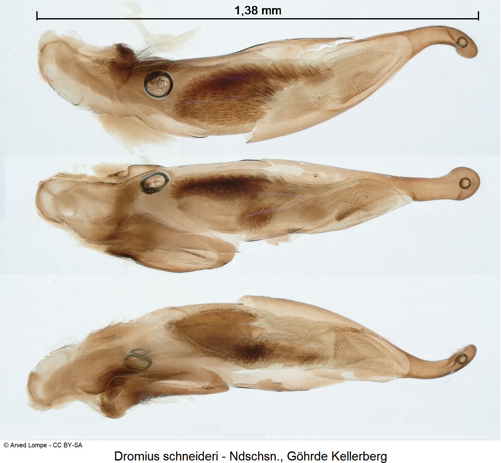 dromius_schneideri_ck2192.jpg