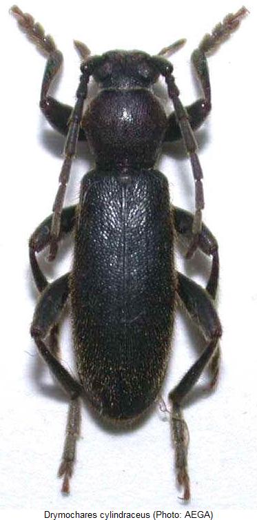 drymochares_cylindraceus_hab.jpg