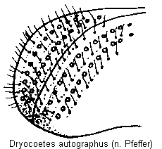 dryocoetes_autographus_fld.gif