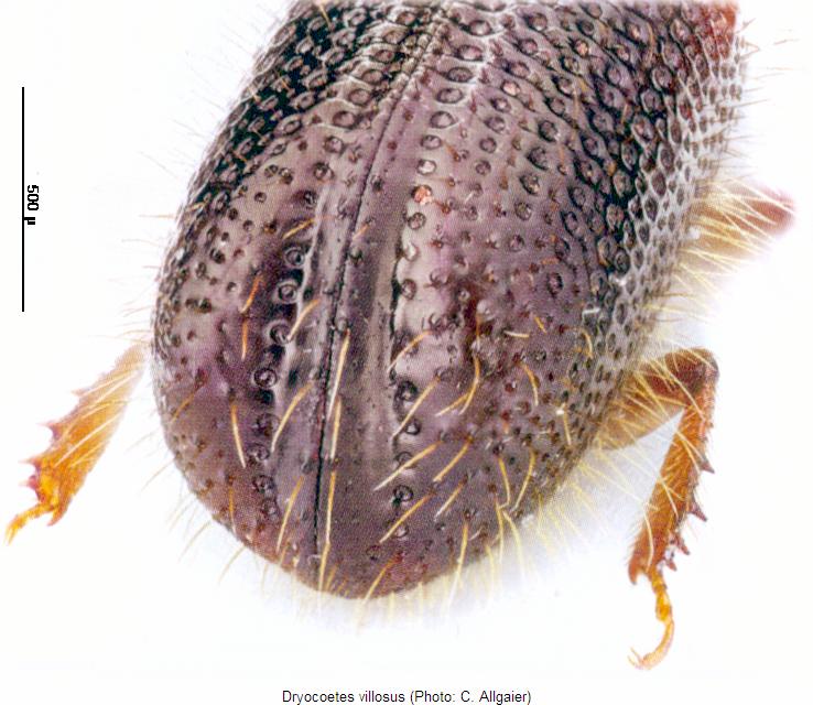dryocoetes_villosus_fld.jpg